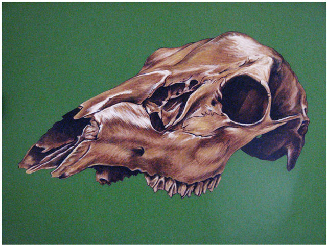 skull painting
