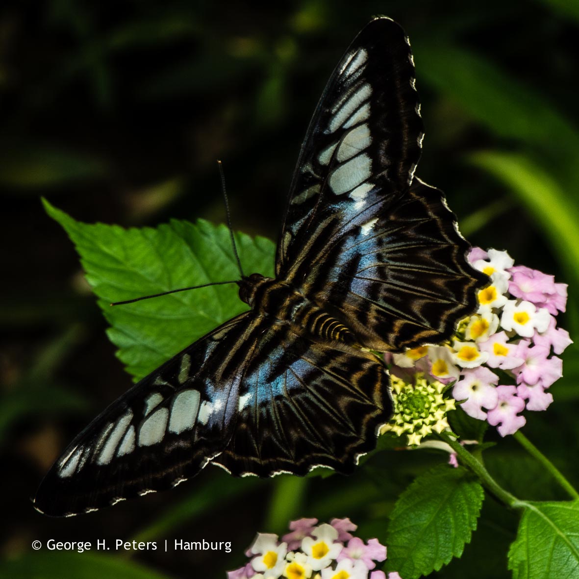 Mein Foto-Blog: Garten der Schmetterlinge | Friedrichsruh