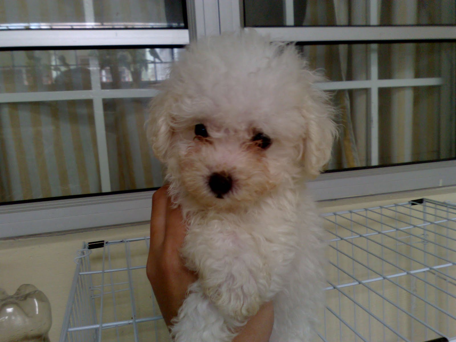 LovelyPuppy (SOLD) White Male Toy Poodle Puppy