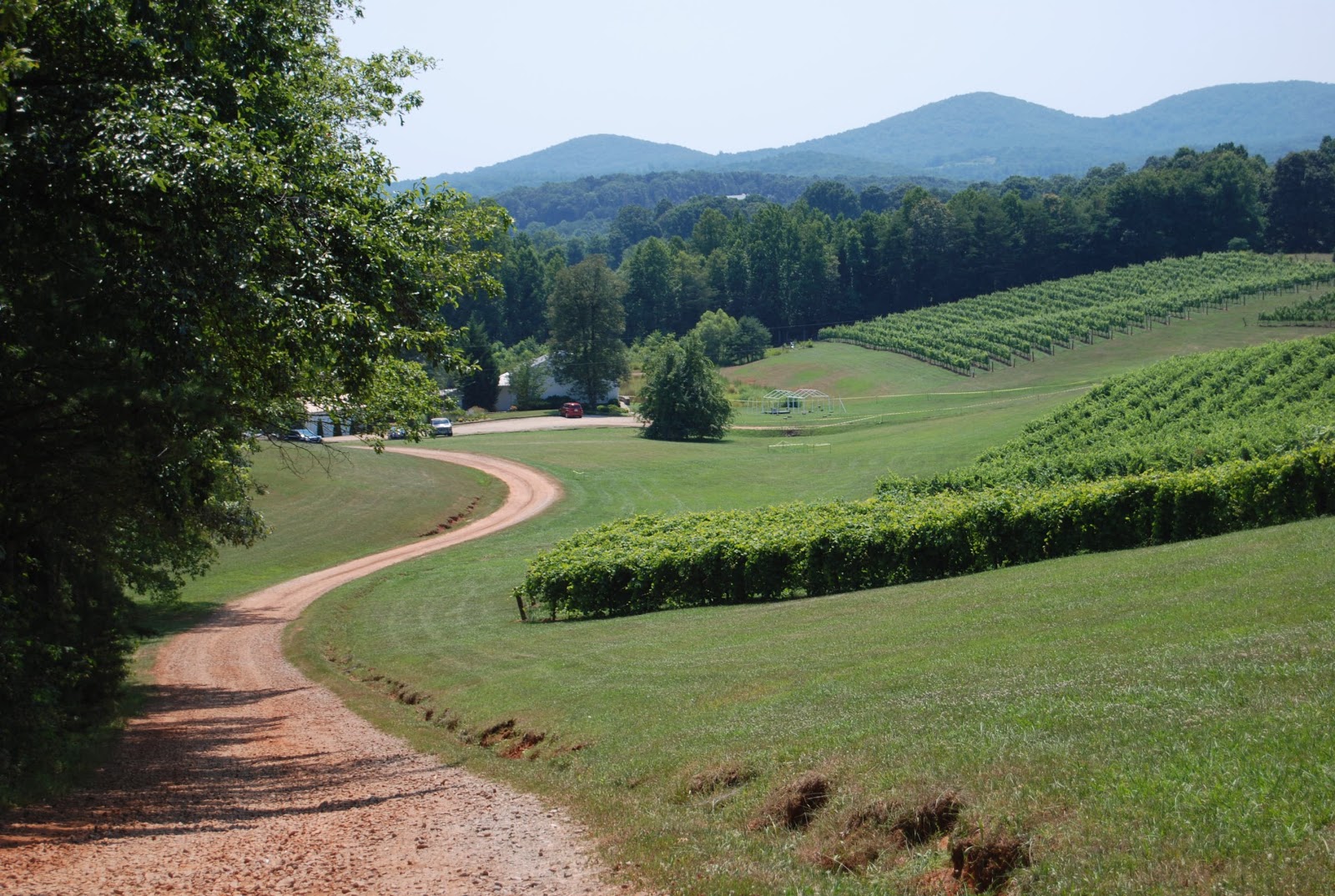 Helen A. Lockey Three Sisters Vineyards, Dahlonega, GA Local Loving