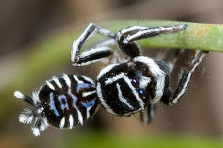 Para ilmuan dulunya menemukan jenis laba Laba-laba Unik dan Lucu