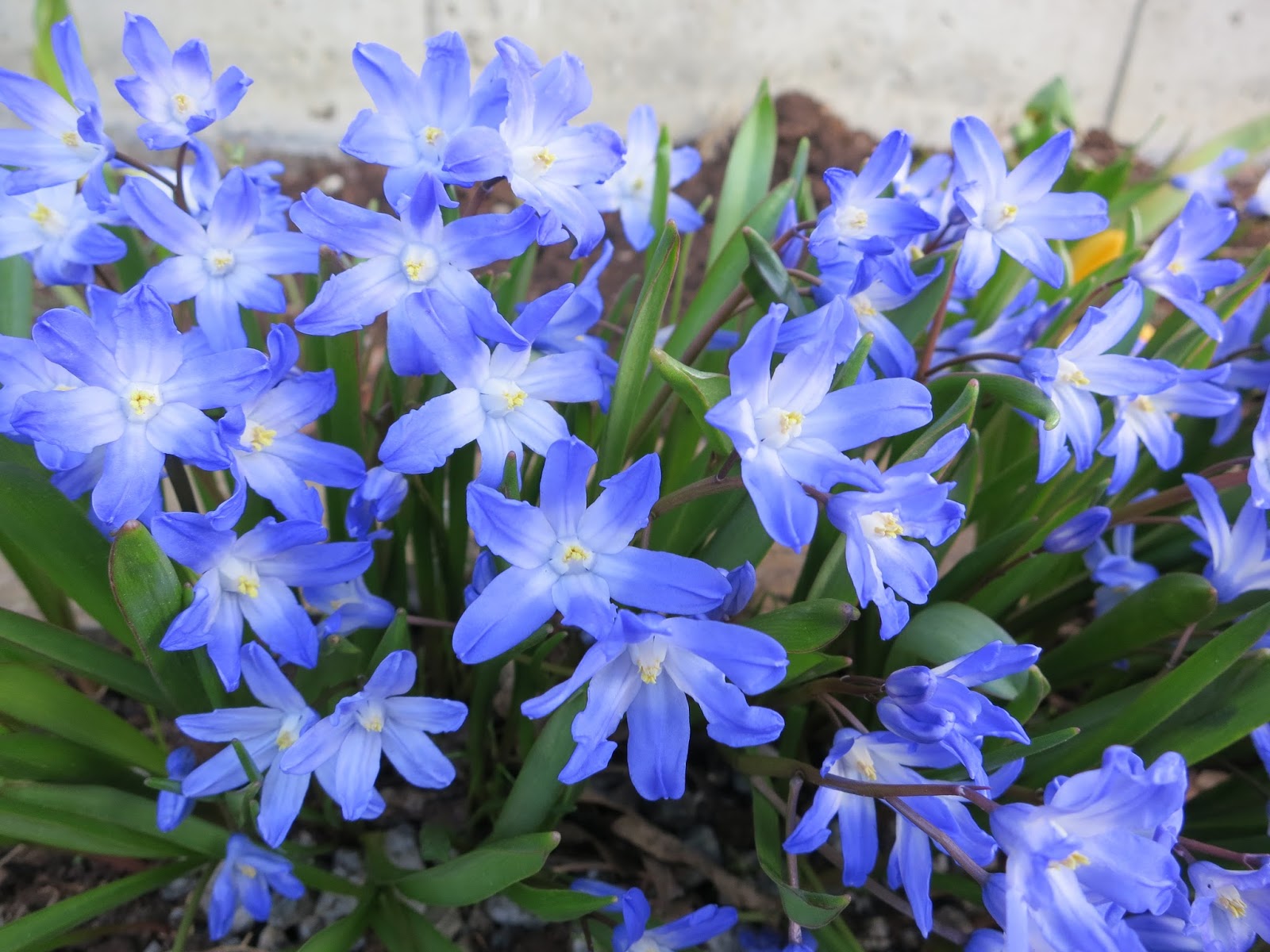 Faial Før Kan ikke lide Dyrene i hagen: Blå blomster