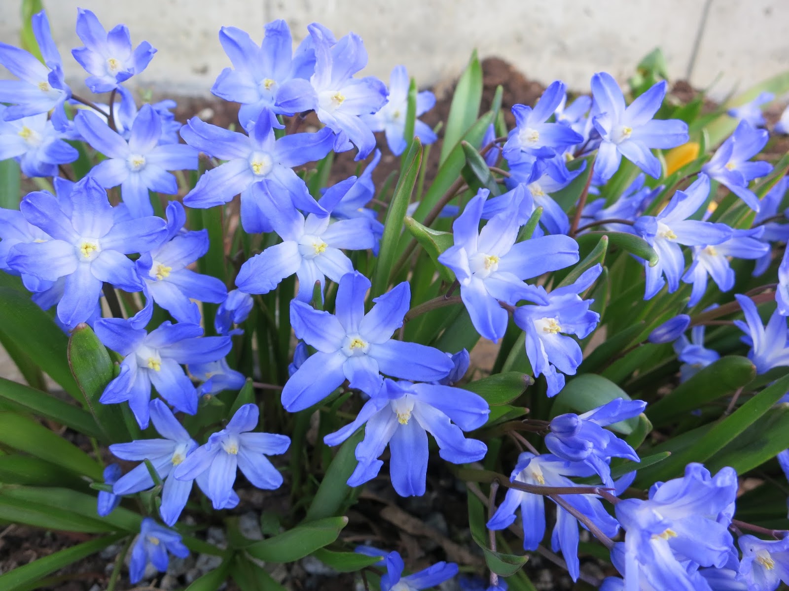 Dyrene I Hagen Bl Blomster