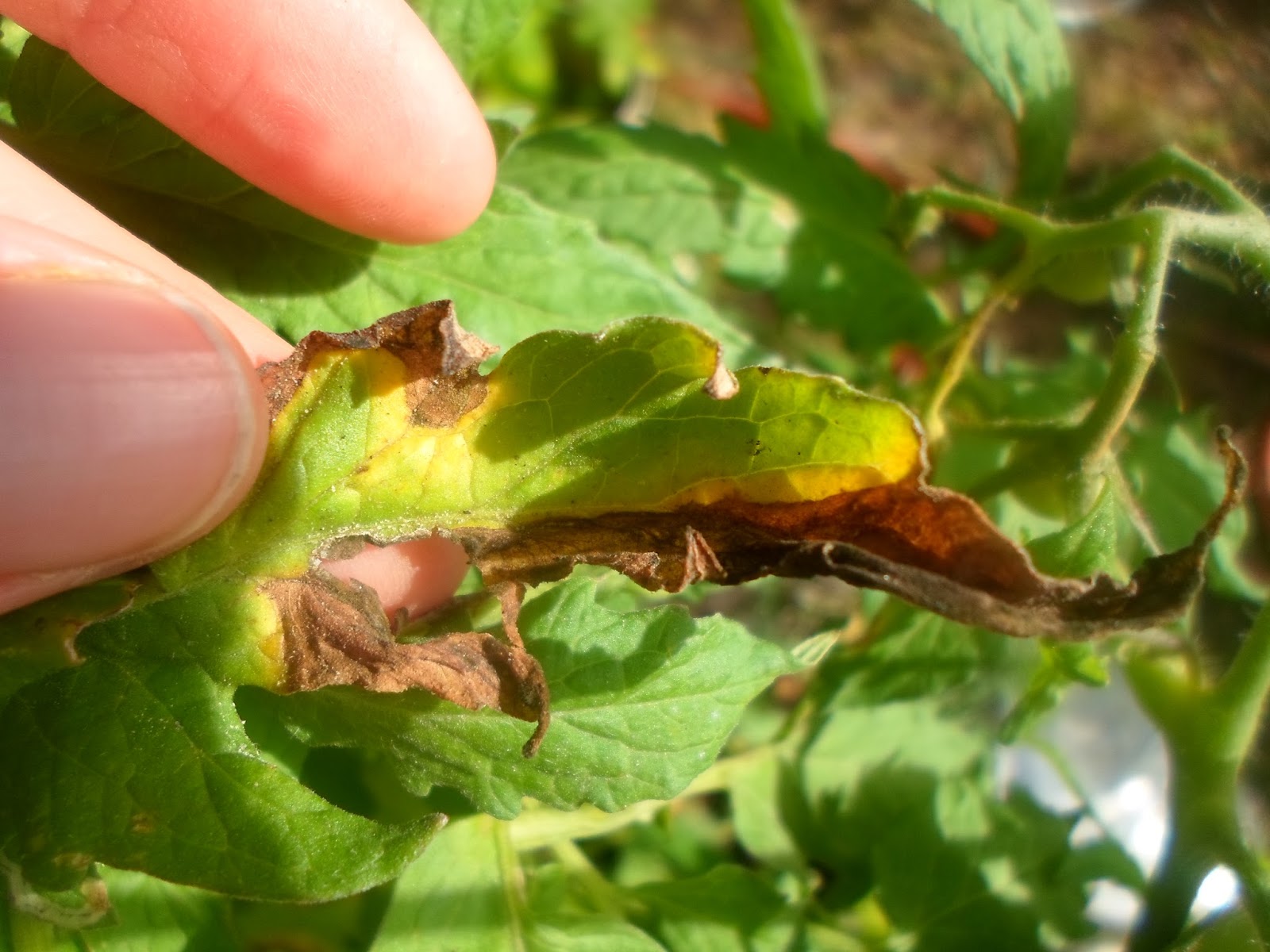 Aquarian Bath Three Easy Methods to Kill Leaf Miners with Neem Oil and