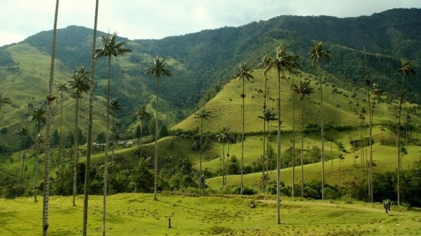 أطول شجرة نخيل في العالم,موقع جزيرة خيال