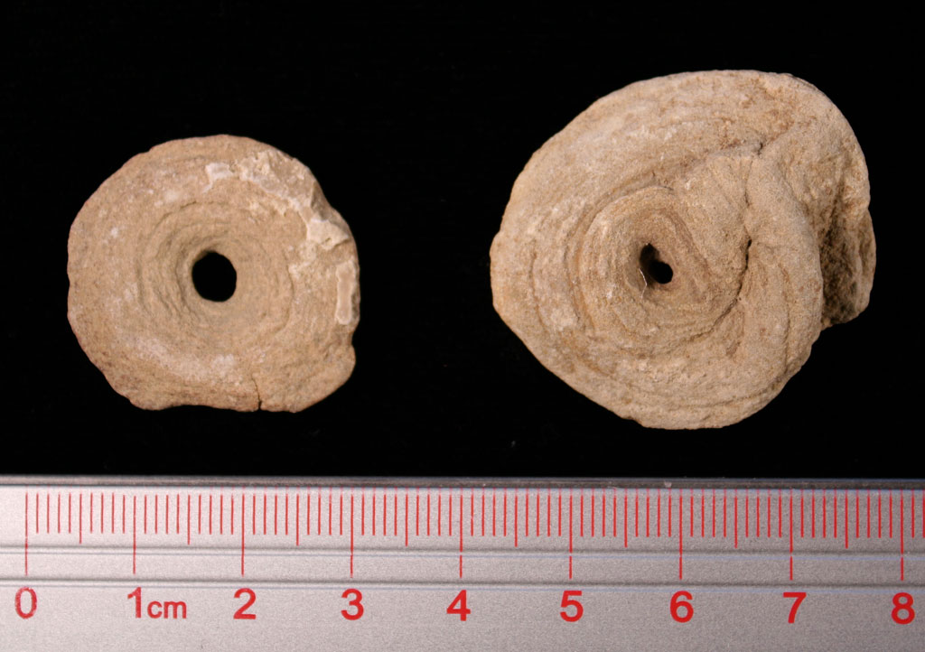 Louisville Fossils and Beyond Conostichus Trace Fossil