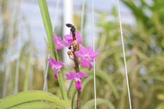 , Visita alle serre di Giulio Celandroni, diarid'orchidee