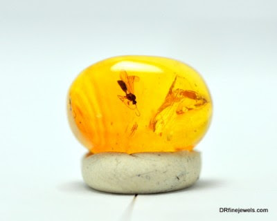 Amber fossil