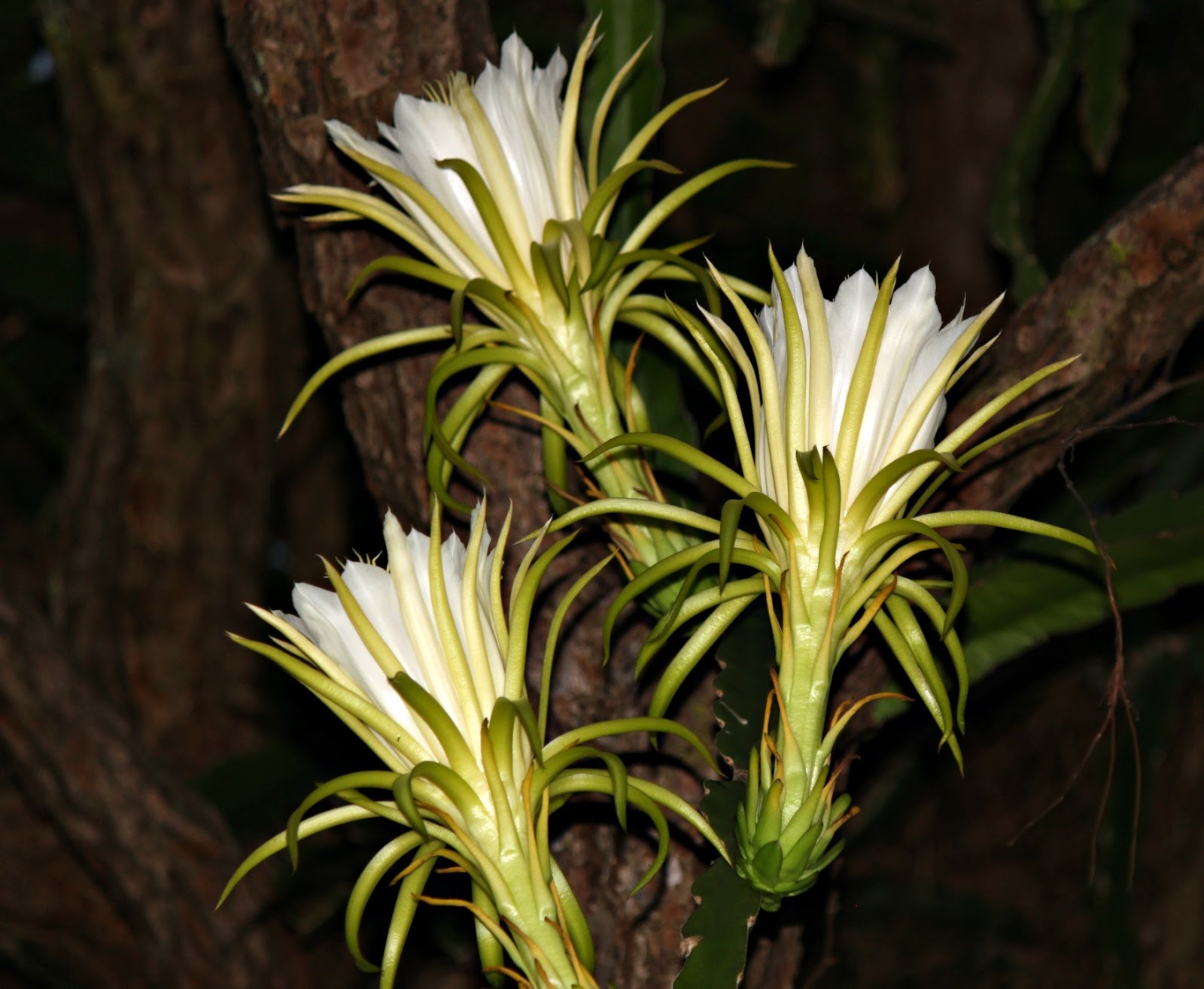 MadSnapper Night Blooming Cactus in Stages