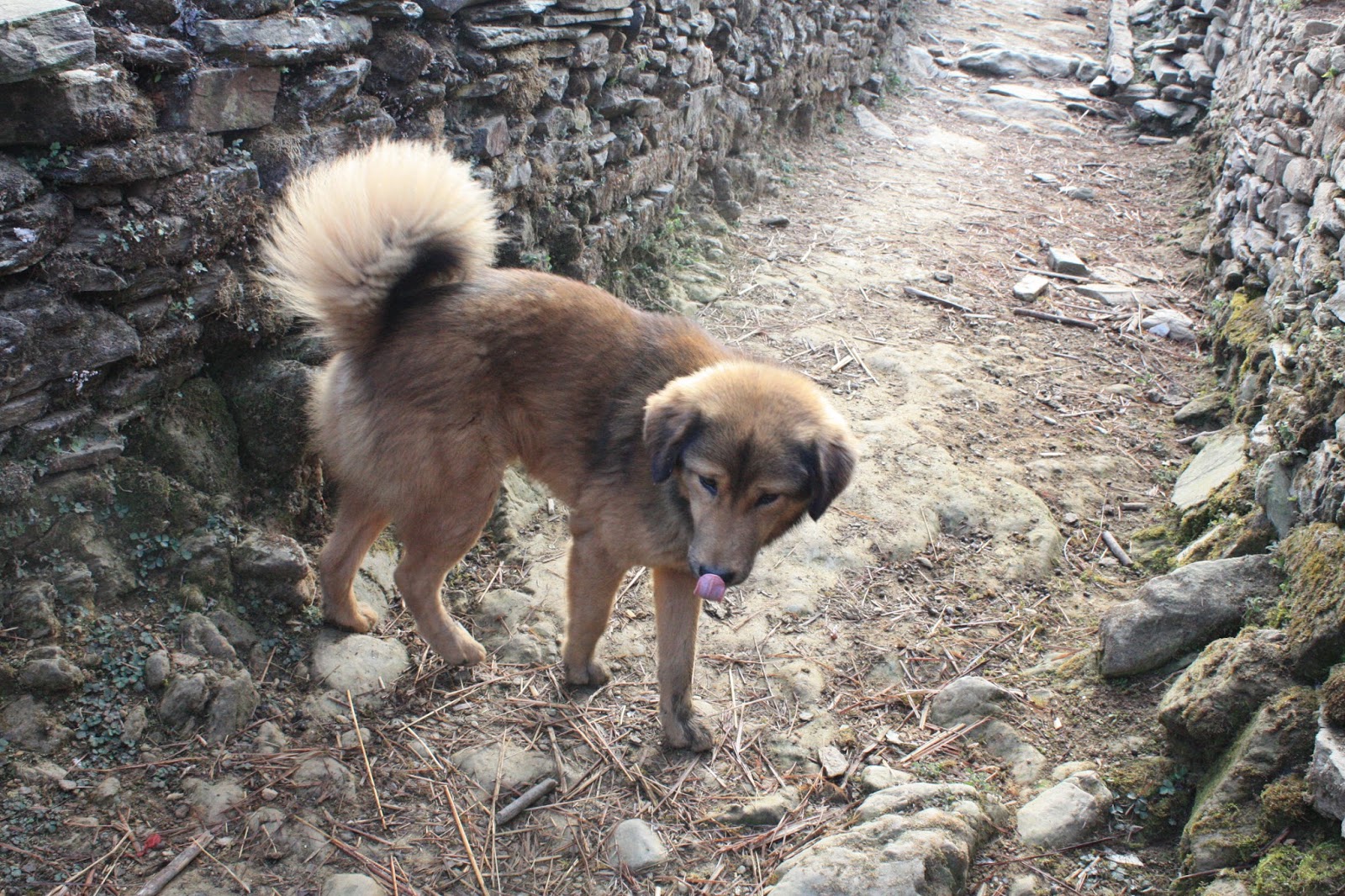 ネパールの気ままな犬日記 通い犬