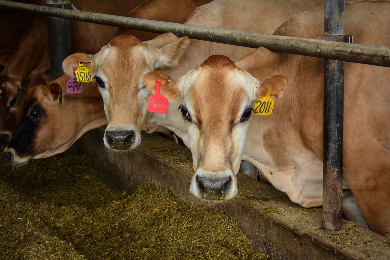 The Manure Scoop How much manure from a dairy cow?