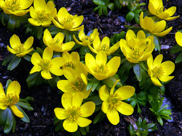 Winter Blooming Flowers To Liven Up Your Garden
