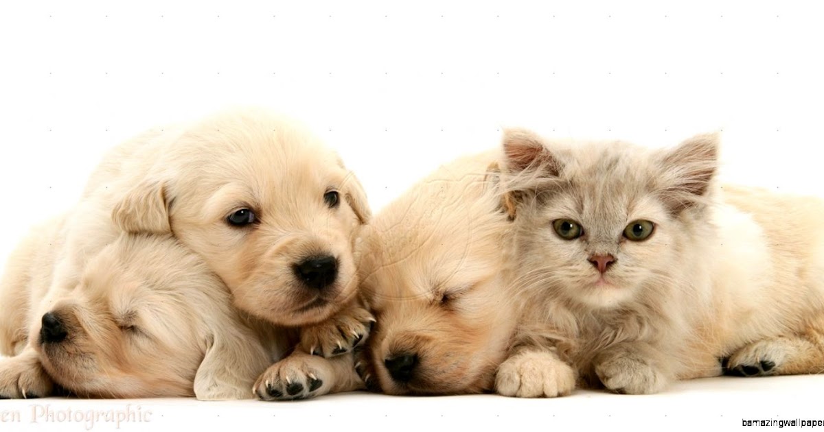 Cute Baby Kittens And Puppies Together Kitten with baby puppy Teh