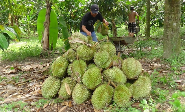 Trái cây Khánh Hòa, đặc sản Khánh Hòa, trái cây miền trung, sầu riêng Sơn Lâm, sầu riêng Sơn Hiệp, sầu riêng Sơn Bình, sầu riêng Sơn Trung, sầu riêng Khánh Sơn, sầu riêng Khánh Hòa, sầu riêng giả mạo
