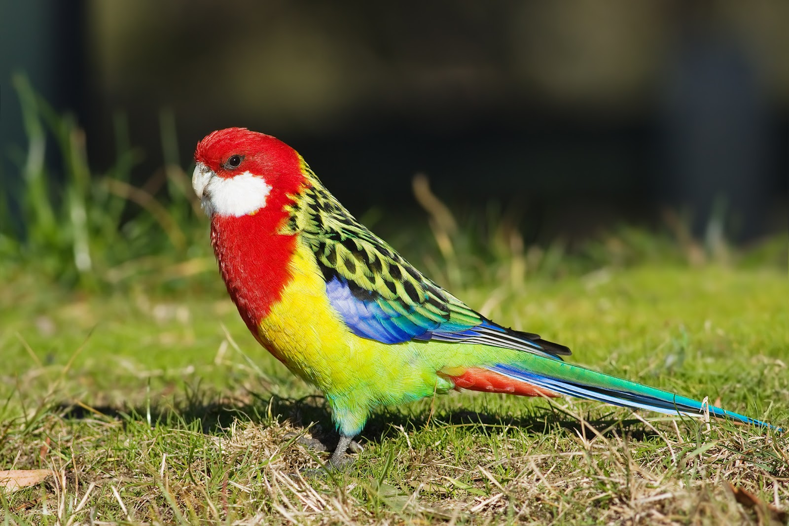 Eastern Rosella Eastern Rosella