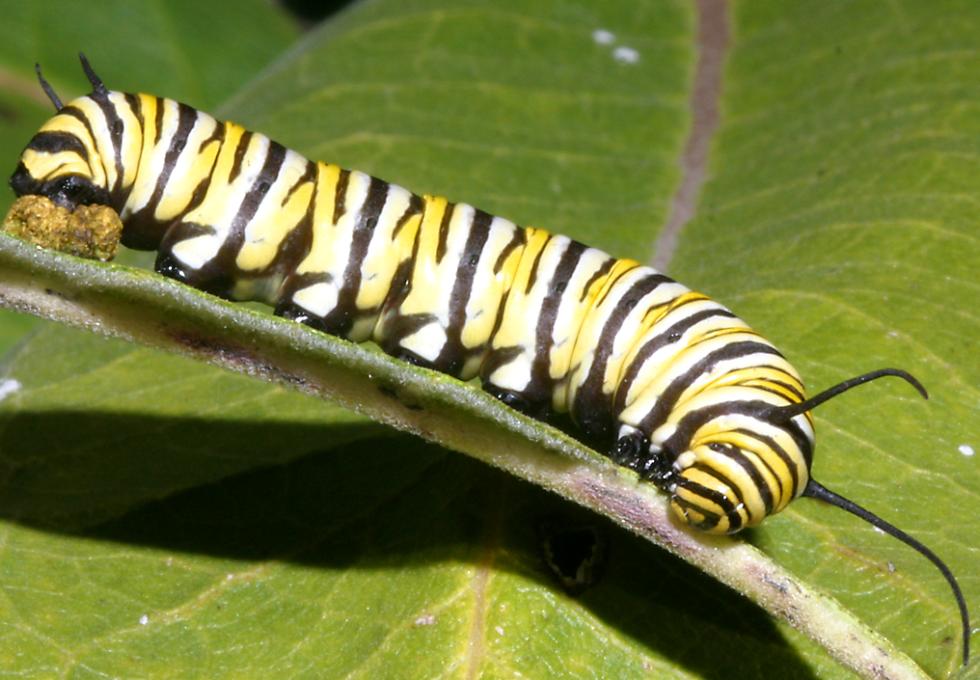 caterpillar.jpg caterpillar.jpg