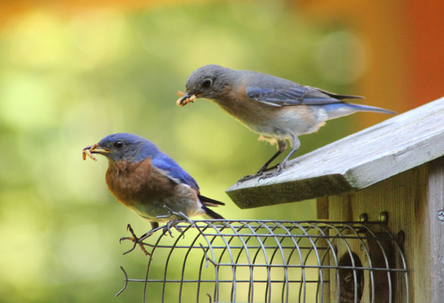 Vickie Henderson Art Bluebird Juvenile Feeding Young