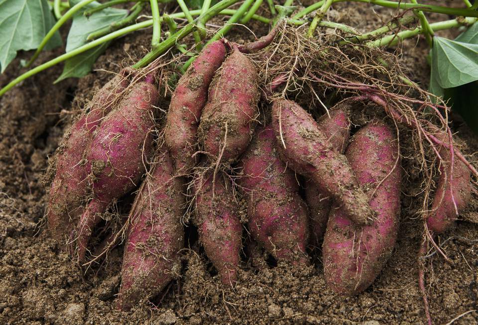 Root Modification root-modification