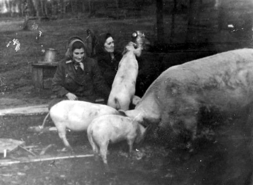 Taurkalnes kolhoza cūkkopes 1950-tie gadi