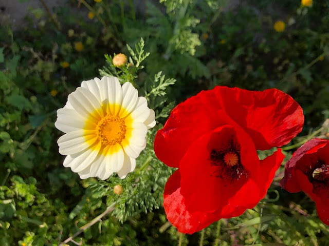 Flores Silvestres - Herbáceas em Flor