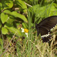 black butterfly, motion GIF, Kouri Island, Okinawa