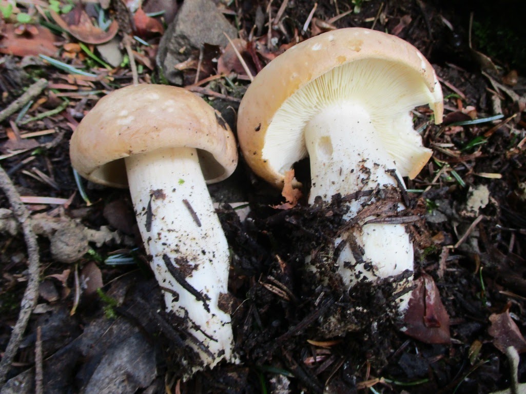 Funghi In Toscana Molto Freddo Troppo