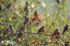 Bando de gorrión moruno (Passer hispaniolensis) machos y hembras juntos en este bando y entre escaramujos.