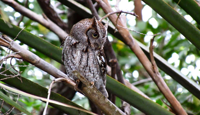 Male Eastern Screech Owl Mating Call