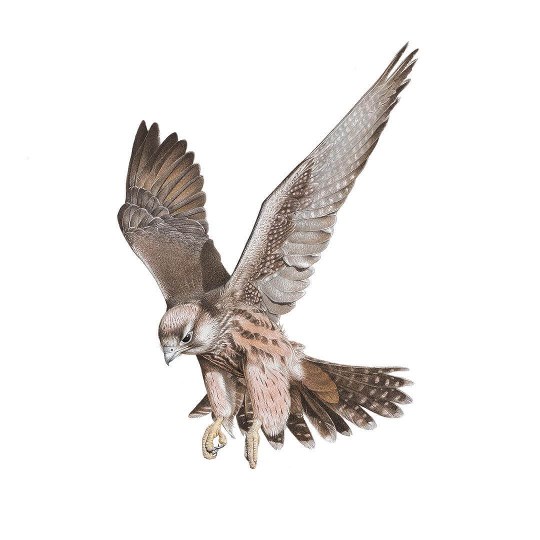 09-Lanner-Falcon-mART-Realistic-Wildlife-Animal-Drawings-www-designstack-co