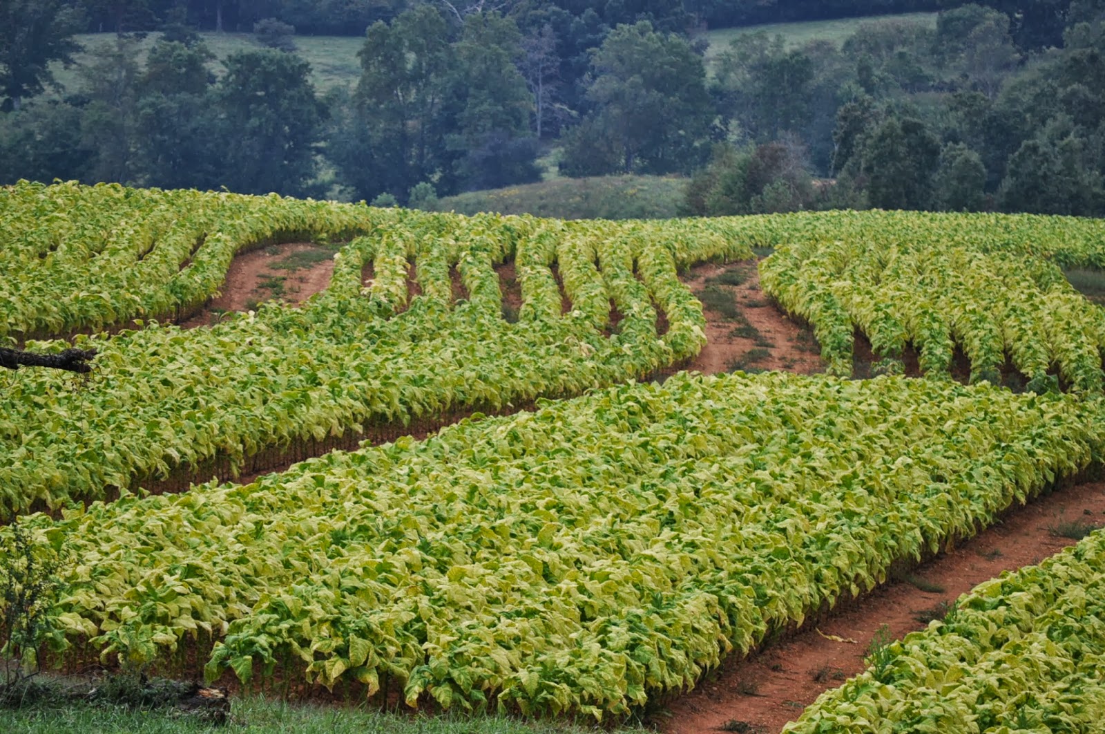 American Moment North Carolina's Tobacco Fields W/S N.C2013