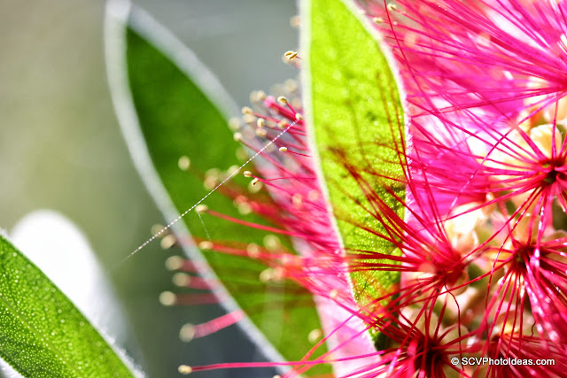 Callistemon Citrinus (Crimson Bottlebrush) flower closeup w/ spider web