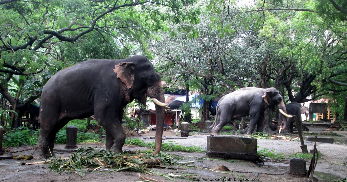 Elephant Sanctuary at Punnathur Kotta, Kerala ~ Vinod K's Travel Blog