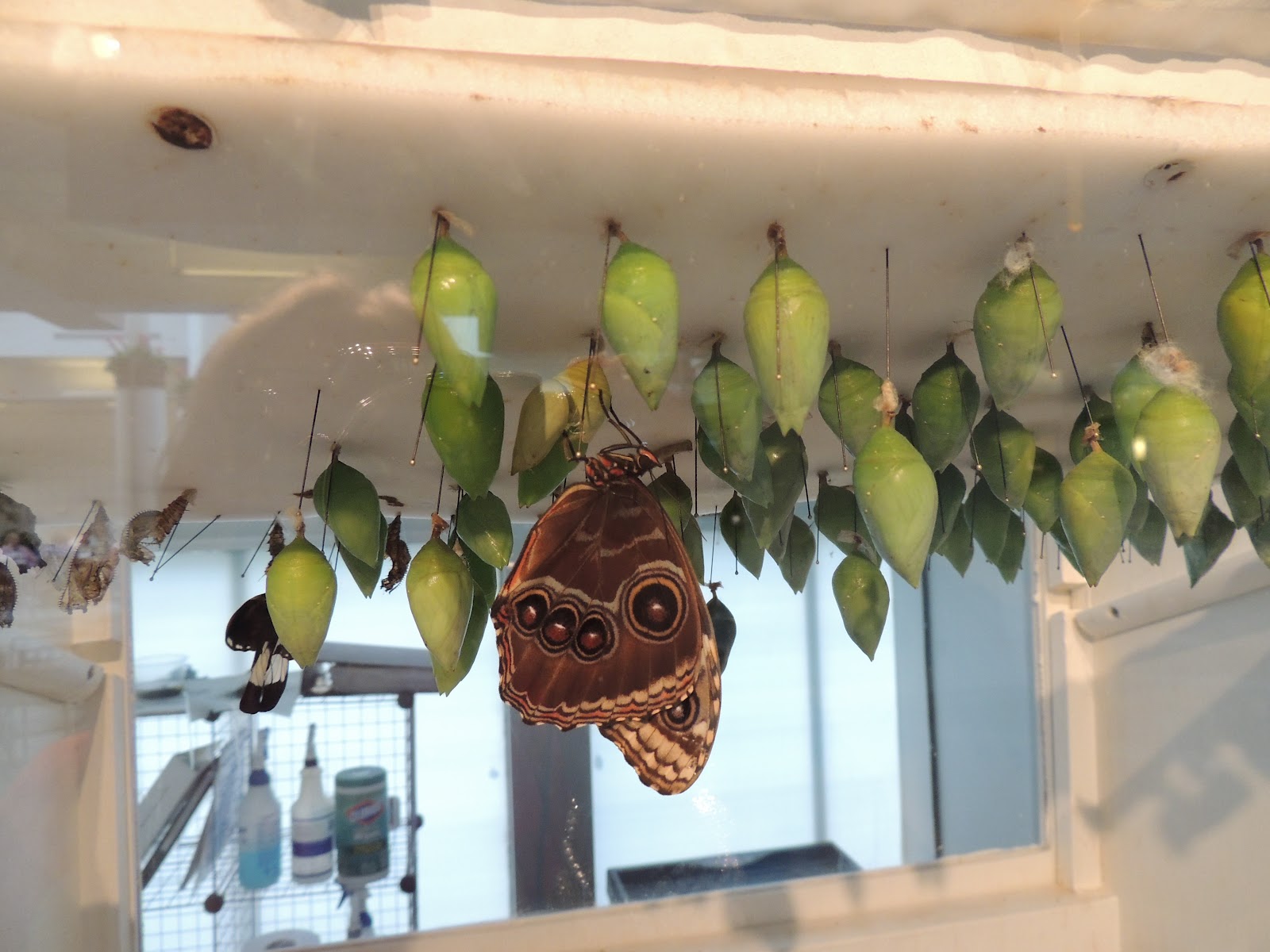 Birds, Bugs, and Butterflies, OH MY Butterflies at Franklin Park Conservatory