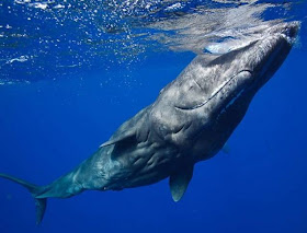 sperm whale sperm whale