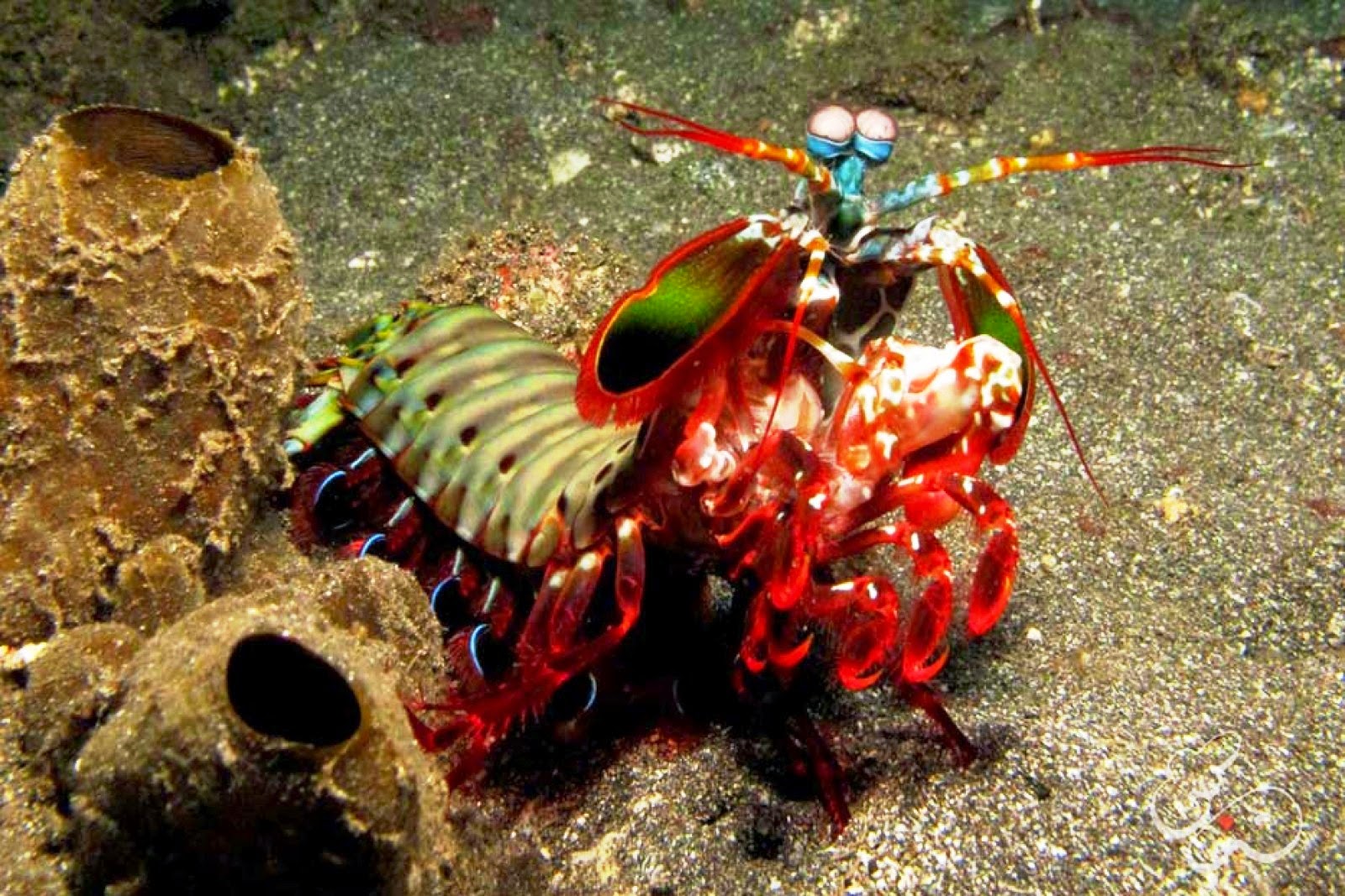 Mantis shrimp vs octopus
