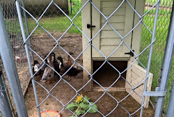 chicken chain link fencing coop farm fence run garden 1840 choosing right proof predator pen jen credit