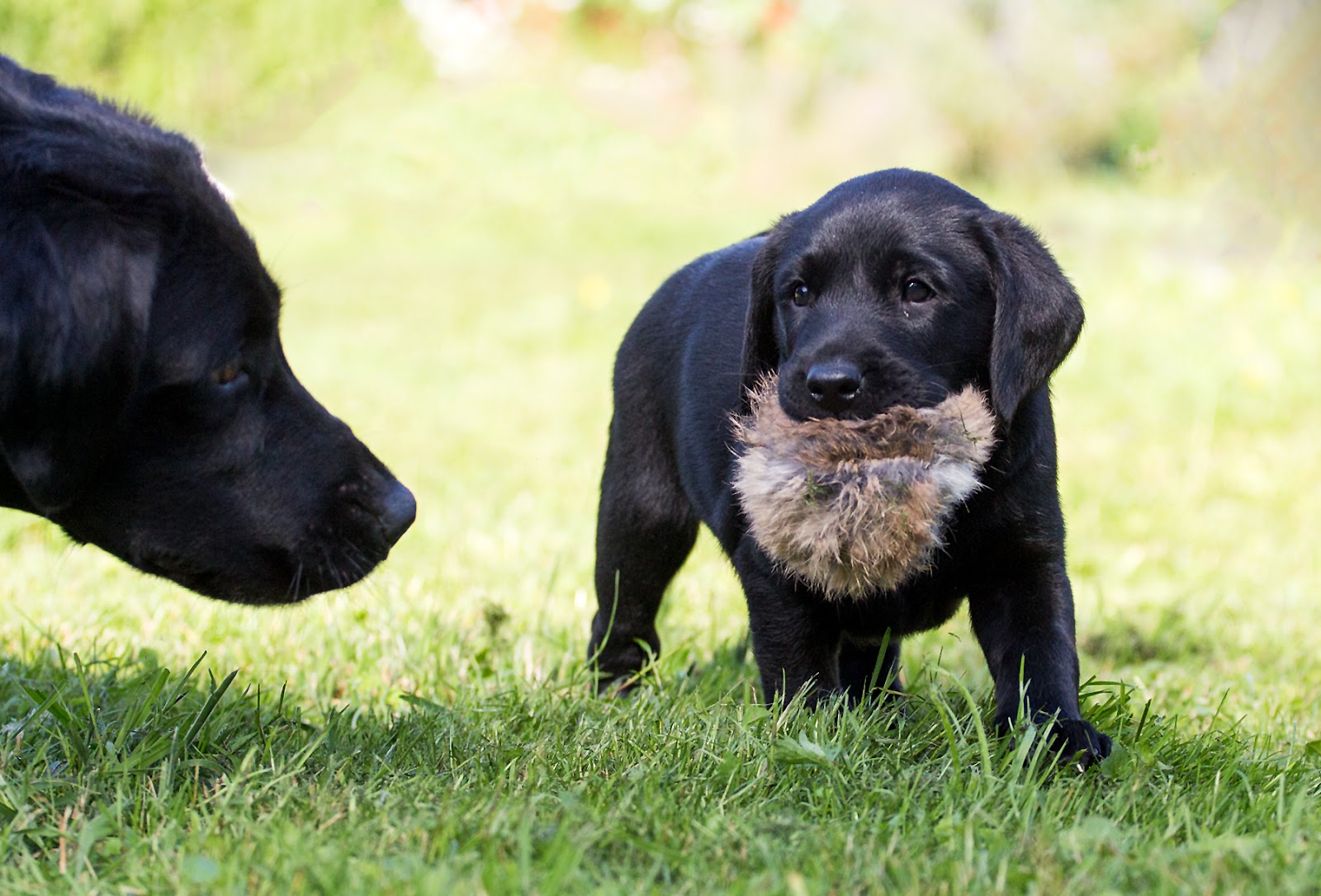 H Wurf 24.04.2016 Sie haben Namen