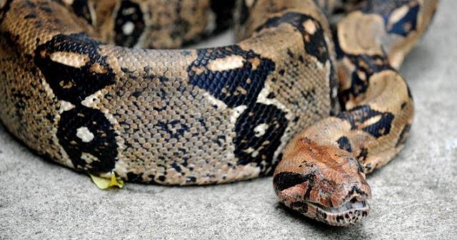 Snake Wraps Around Woman's Neck | Mfon Elisha's Blog