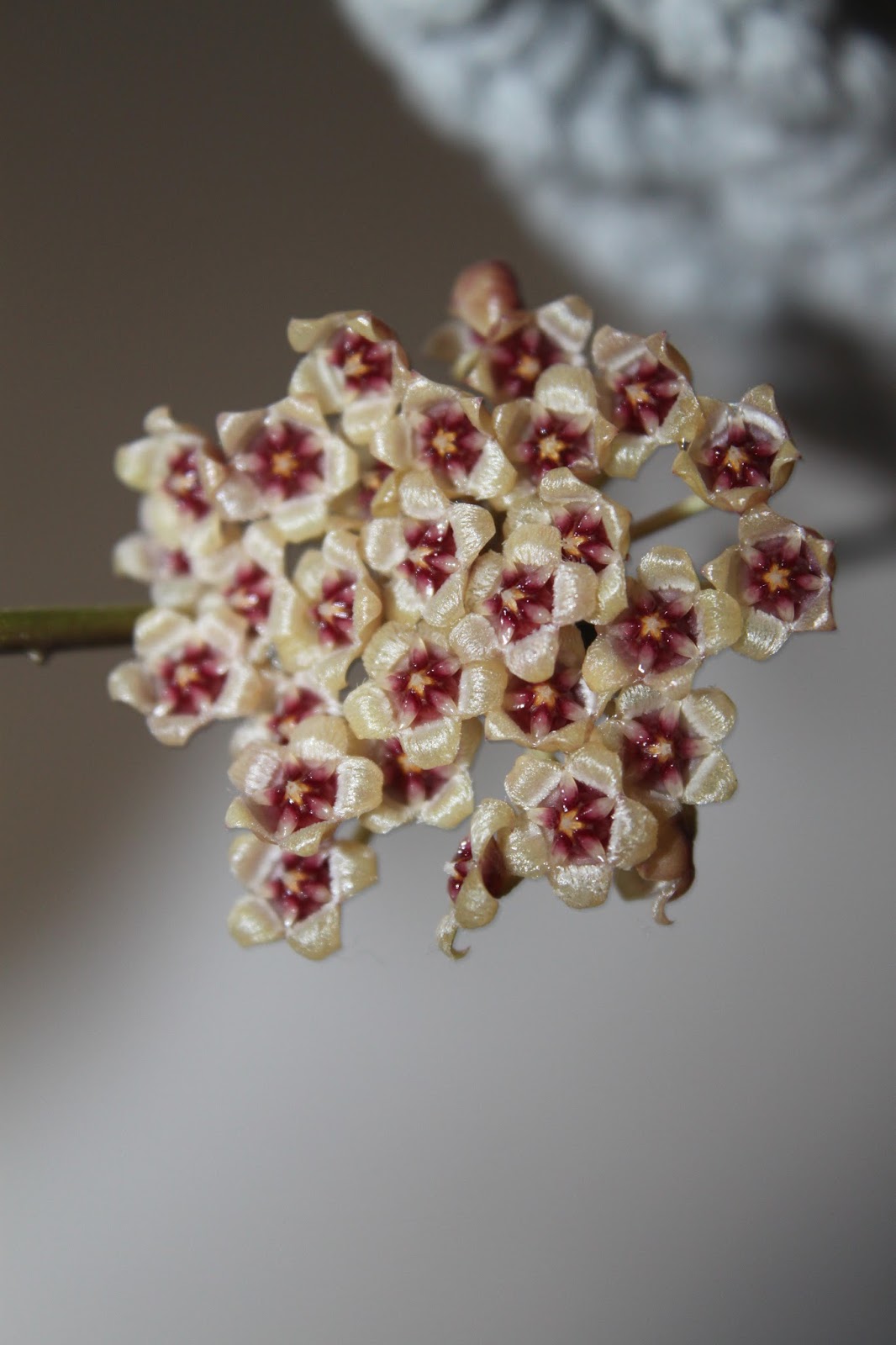 Хойя-Hoya sipitangensis