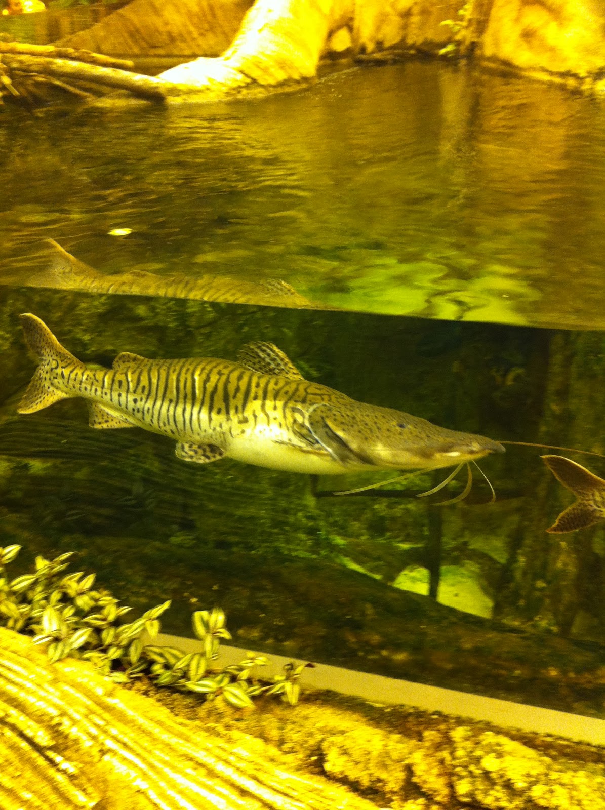 siyahprenses İstanbul Akvaryum Gezimiz )