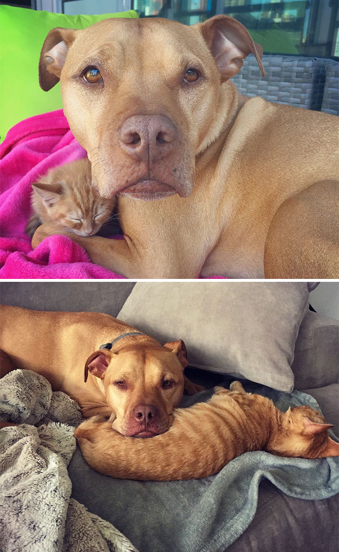 50 Heart-Warming Photos of Animals Growing Up Together - Bubba And Rue Then And Now