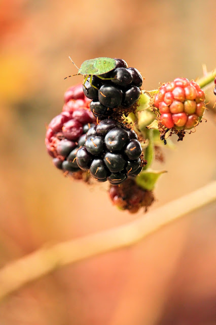 Apple, Blackberry and Cinnamon Chutney, perfect for those autumn windfalls! www.goodfoodshared.blogspot.com