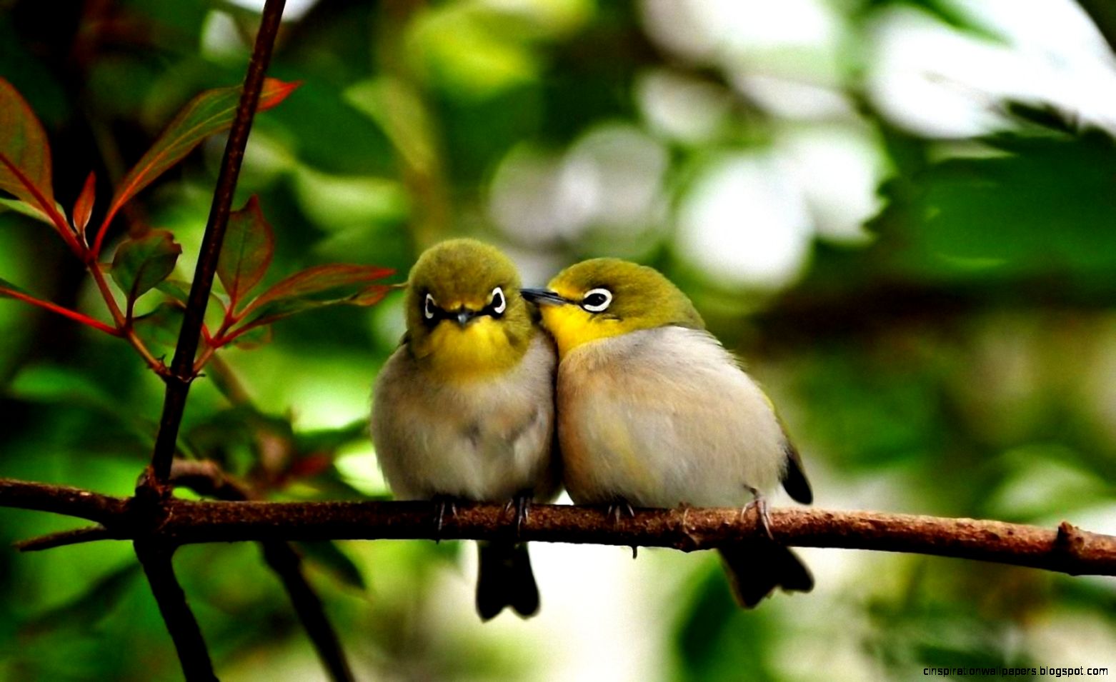 Birds Wallpaper amp Birds Pictures HD Wallpapers New Colleciton