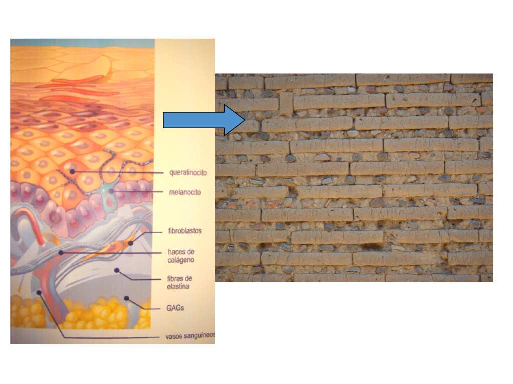 Dermatología pregrado: ¿Qué es la piel?, ¿Qué la compone? La epidermis.