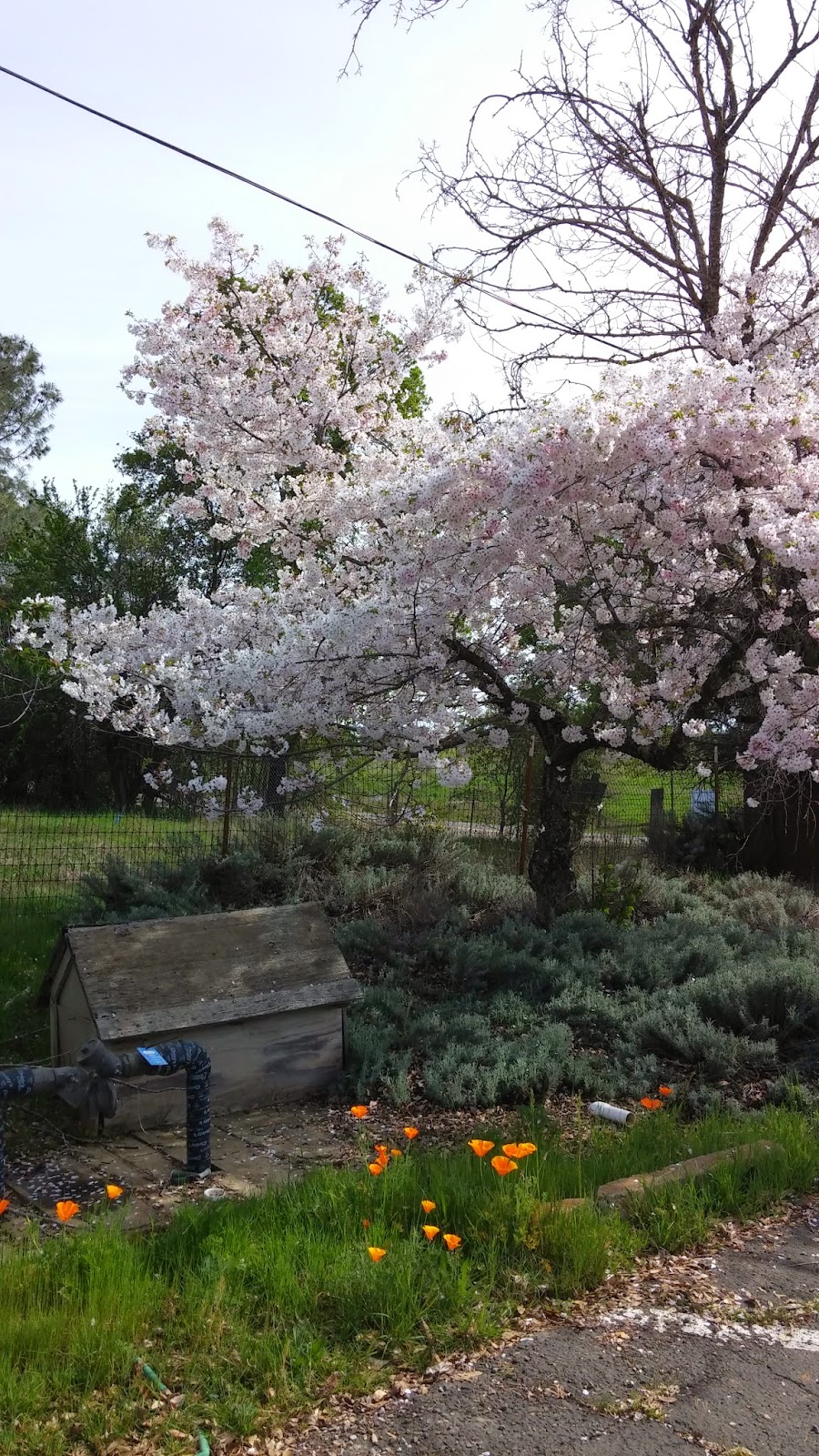 Travels & Wanderings Wakamatsu Tea & Silk Farm Colony Gold Hill