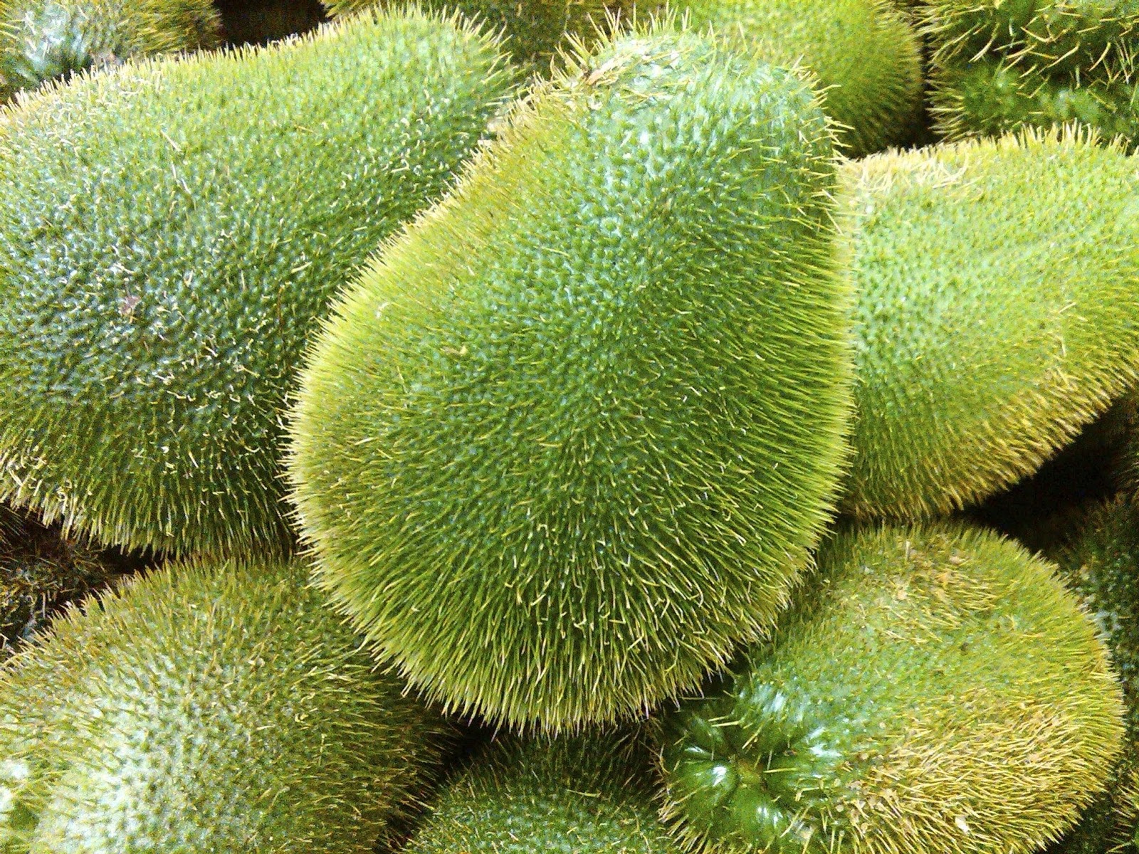 International food blog LATIN Chayote Squash information, recipe and