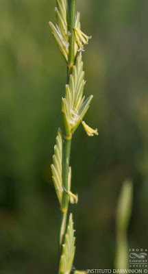 Agropiro criollo (Elymus scabrifolius)
