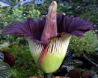Klasifikasi bunga bangkai atau Kibut (Amorphophallus titanum) - berbagaireviews.com
