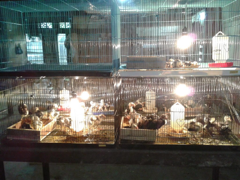 Tips Dan Contoh Kandang Ayam Aduan Showroom Dari Jago Perak Farm