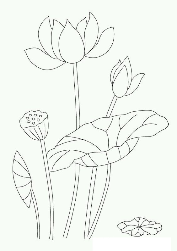 Tranh tô màu hoa sen 4 « in hình này